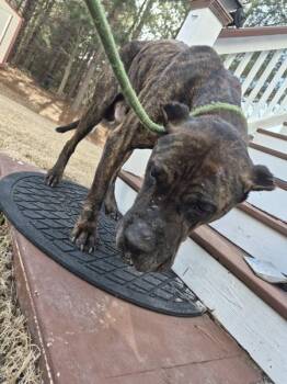 Cane Corso Dogs Available for Adoption - Vc-16 | PetCurious