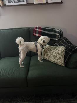 Deuce -  Shih Tzu and Poodle Dog for Adoption in Lancaster, Pennsylvania - Deuce | PetCurious