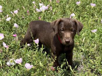 Labrador Retriever Dogs Available for Adoption in Fort Worth, Texas - Mercy Valley | PetCurious