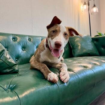 Rio Tigre -  Pit Bull Terrier and Labrador Retriever Dog for Adoption in Friendswood, Texas - Rio Tigre | PetCurious