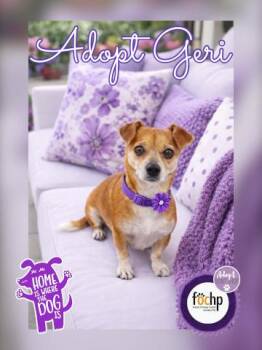 Geri -  Chihuahua Dog for Adoption in Orange, California - Geri | PetCurious