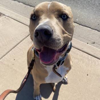 Rescue Pit Bull Terrier and Weimaraner Dogs for Adoption in Phoenix, Arizona - Rocky | PetCurious