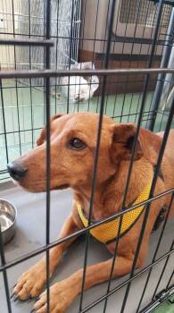 Rescue Dachshund Dogs for Adoption in Aurora, Colorado - Blitzen | PetCurious