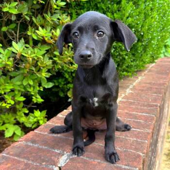 Mixed Breed Dogs Available for Adoption in Brownsboro, Alabama - Endeavor | PetCurious