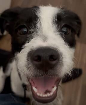 Terrier and Jack Russell Terrier Dogs Available for Adoption in Los Angeles, California - Diamond - Contact Sylva | PetCurious