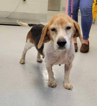 Baby Ruth -  Beagle Dog for Adoption in Chillicothe, Ohio - Baby Ruth | PetCurious