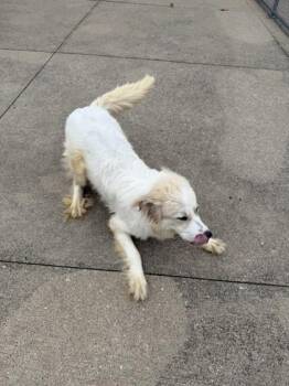 Great Pyrenees and Mixed Breed Dogs Available for Adoption in Westland, Michigan - Doug | PetCurious