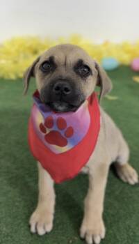 Sweetie-One of our Amazing Rescue Dogs -  Labrador Retriever and Black Mouth Cur Dog for Adoption in Carlsbad, California - Sweetie-One Of Our Amazing Rescue Dogs | PetCurious