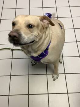 Rescue Labrador Retriever Dogs for Adoption in Largo, Florida - Sam | PetCurious