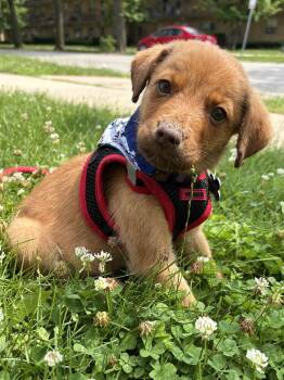 Wes -  Mixed Breed Dog for Adoption in Hillside, Illinois - Wes | PetCurious