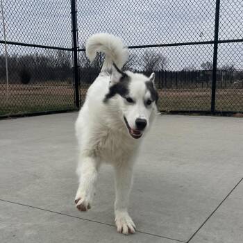 Siberian Husky Dogs Available for Adoption in Matteson, Illinois - Toby | PetCurious