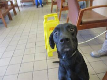 Rescue Pointer Dogs for Adoption in Ocala, Florida - FELIX | PetCurious