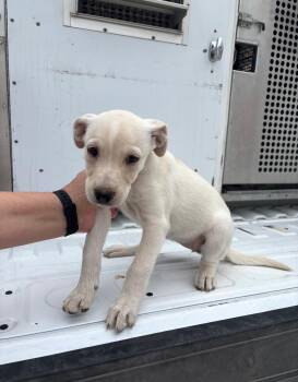 Misty -  Labrador Retriever Dog for Adoption in Copiague, New York - Misty | PetCurious