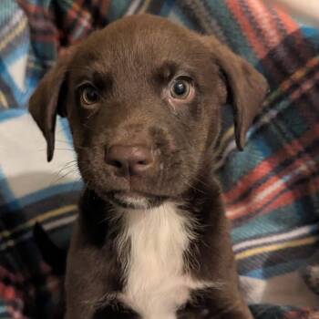 Mutt Damon -  Labrador Retriever and Mountain Cur Dog for Adoption in Nashville, Tennessee - Mutt Damon | PetCurious