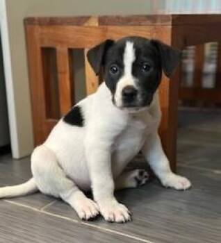 Rescue Shepherd and Pointer Dogs for Adoption in Closter, New Jersey - Emma | PetCurious