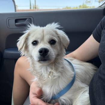 Brad -  Cavalier King Charles Spaniel Dog Available for Adoption in Corona, California - Brad | PetCurious