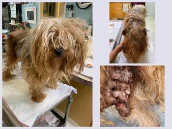 Mr. Miagi (NOT YET AVAILABLE) -  Silky Terrier Dog for Adoption in Benton, Louisiana - Mr. Miagi (NOT YET AVAILABLE) | PetCurious
