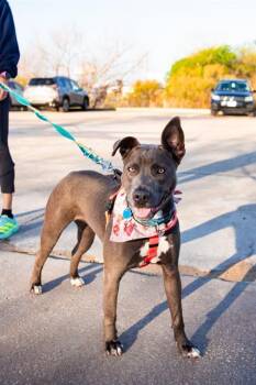 Mixed Breed Dogs Available for Adoption in Dallas, Texas - WANDA | PetCurious