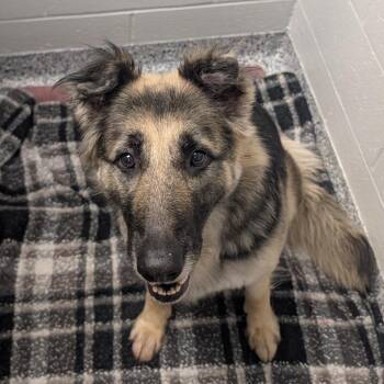 Cleopatra -  German Shepherd Dog Dog for Adoption in Greenville, South Carolina - Cleopatra | PetCurious