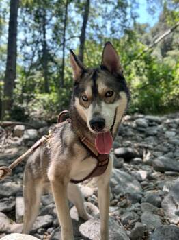 Rescue Siberian Husky Dogs for Adoption in Los Angeles, California - Diego | PetCurious