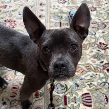 French Bulldog and Chihuahua Dogs Available for Adoption in Chatham, New Jersey - Baby/Bella | PetCurious