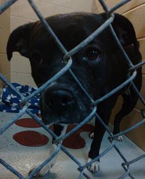 Wheezy -  Boxer and Mixed Breed Dog for Adoption in Saint Clairsville, Ohio - Wheezy | PetCurious