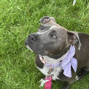 Cici -  Pit Bull Terrier Dog for Adoption in Carmel Hamlet, New York - Cici | PetCurious