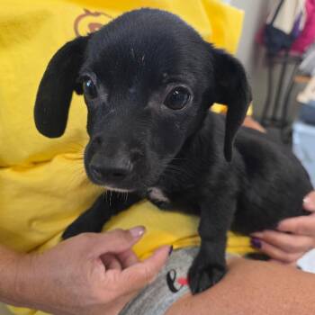 Cha-Chi -  Mixed Breed and Terrier Dog for Adoption in Kingman, Kansas - Cha-Chi | PetCurious