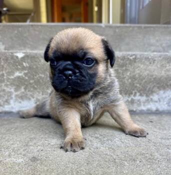 Bristol -  French Bulldog and Pug Dog for Adoption in Los Angeles, California - Bristol | PetCurious