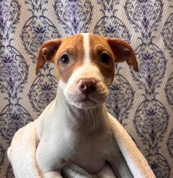 Baby -  Terrier and Mixed Breed Dog for Adoption in Honolulu, Hawaii - Baby | PetCurious