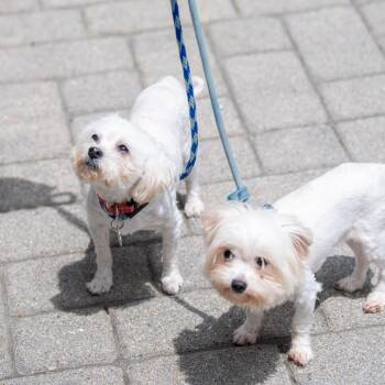 Agatha *Avail 6/27 at Biddeford Petsmart* -  Maltese Dog for Adoption in Kennebunk, Maine - Agatha *Avail 6/27 At Biddeford Petsmart* | PetCurious