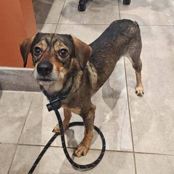 Wolf -  Terrier Dog for Adoption in Springdale, Arkansas - Wolf | PetCurious