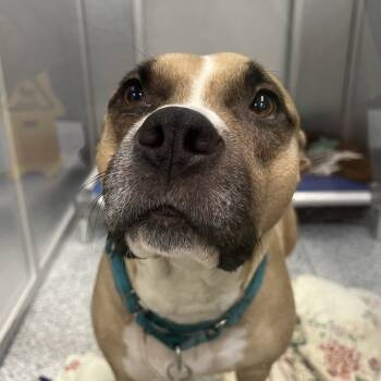 Rescue Mixed Breed Dogs for Adoption in Mentor, Ohio - Mama Sage | PetCurious