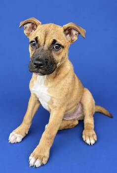 Huck -  Boxer Dog for Adoption in Watertown, Connecticut - Huck | PetCurious
