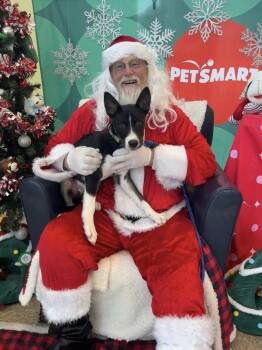 Siberian Husky and Pit Bull Terrier Dogs Available for Adoption - Odie | PetCurious