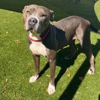 Rescue Pit Bull Terrier and Mixed Breed Dogs for Adoption in Gastonia, North Carolina - Gabby | PetCurious