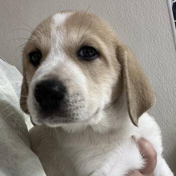 Blue goo -  Treeing Walker Coonhound Dog for Adoption in Pekin, Illinois - Blue Goo | PetCurious