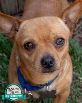 Justin -  Chihuahua Dog Available for Adoption in Kennesaw, Georgia - Justin | PetCurious
