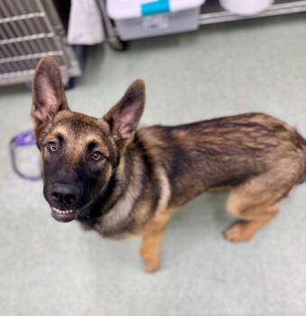 German Shepherd Dog Dogs Available for Adoption in Danielsville, Georgia - Rambo Hold Until 5/3/26 | PetCurious