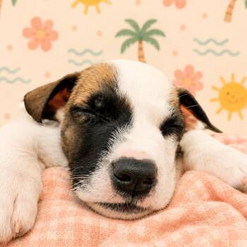 Bloom -  Mixed Breed Dog for Adoption in Brockton, Massachusetts - Bloom | PetCurious