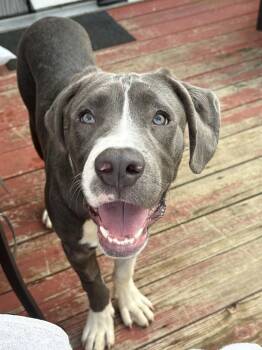 Presley   (2026) -  Pit Bull Terrier and Great Dane Dog for Adoption - Presley   (2026) | PetCurious