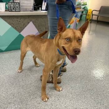 Labrador Retriever Dogs Available for Adoption - Blue Steele | PetCurious