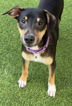 Labrador Retriever and Mixed Breed Dogs Available for Adoption - Cashew | PetCurious