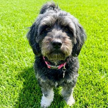 Poodle and Australian Shepherd Dogs Available for Adoption in Las Vegas, Nevada - Daisy | PetCurious