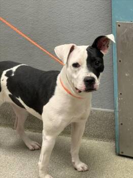 Rescue Pit Bull Terrier Dogs for Adoption in Las Vegas, Nevada - CRUELLA | PetCurious