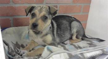 Staffordshire Bull Terrier and Mixed Breed Dogs Available for Adoption - A2059499 | PetCurious