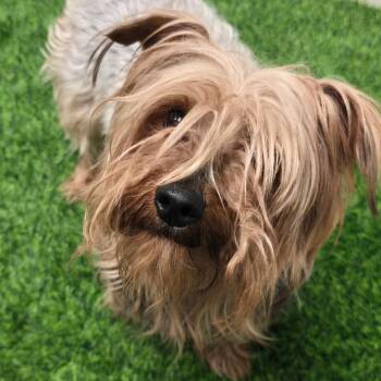 Albert -  Silky Terrier and Mixed Breed Dog Available for Adoption in Columbia, Missouri - Albert | PetCurious