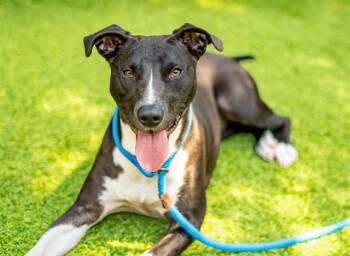 POSSUM -  Labrador Retriever and Pit Bull Terrier Dog for Adoption in San Jose, California - POSSUM | PetCurious