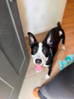 Luna (Lu) -  Border Collie Dog for Adoption in North Richland Hills, Texas - Luna (Lu) | PetCurious