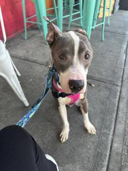 Baum -  Mixed Breed Dog for Adoption - Baum | PetCurious